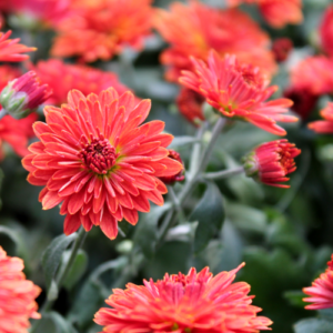 Strahlende und leuchtende Farben sind bei Margeriten keine Seltenheit.