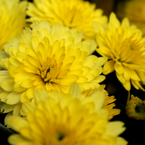 Gefüllte Margeriten bringen noch mehr Abwechslung in den Garten.