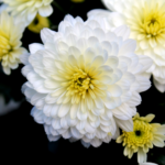 Margeriten pflegen ohne Fehler 5 wichtige Faktoren